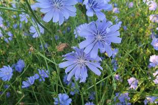 MEZEI KATÁNG (Vad cikória) - Cichorium intíbus