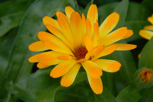 KÖRÖMVIRÁG - Calendula officinalis