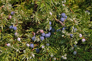 BORÓKA - Juniperus communis