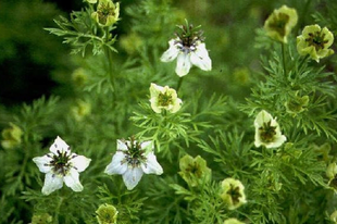 FEKETE KÖMÉNY - Nigella sativa