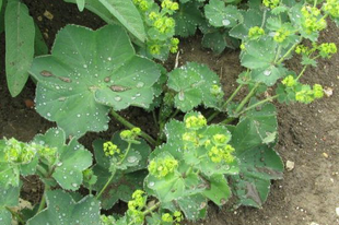 PALÁSTFŰ - Alchemilla vulgaris