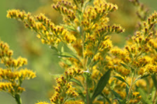 Közönséges Aranyvessző - Solidago virgaurea