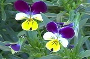 ÁRVÁCSKA - Viola tricolor