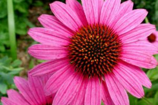 BÍBORKASVIRÁG - Echinacea purpurea