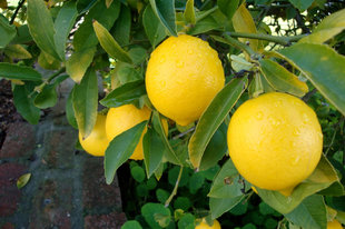 CITROM - Citrus medica var. limonium