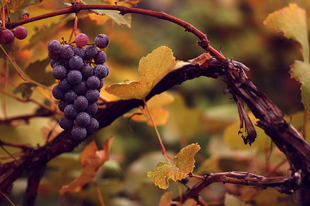 SZŐLŐ, vörös bortermő - Vitris vinifera tinctoria