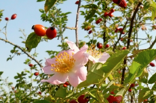 CSIPKERÓZSA - Rosa canina