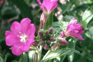 KISVIRÁGÚ FÜZIKE - Epilobium parviflorum