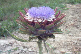 Articsóka - Cynara scelymus