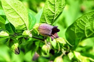 MASZLAGOS NADRAGULYA - Atropa belladonna