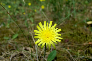 HÖLGYMÁL, ezüstös - Hieracium pilosella