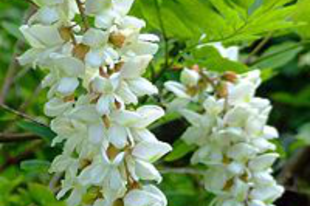 Akác, fehér - Robinia pseudoacacia