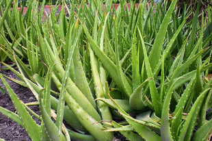 ALOE VERA