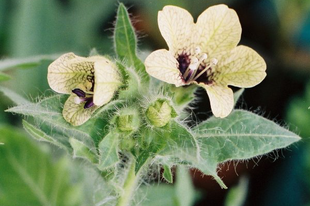 BELÉNDEK - Hyosciamus niger