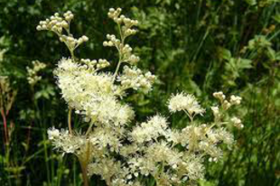 RÉTI LEGYEZŐFŰ - Filipendula ulmaria