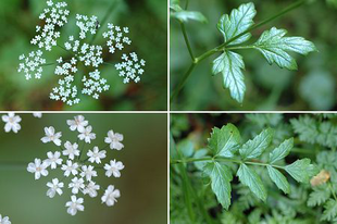 FÖLDITÖMJÉN, nagy - Pimpinella major