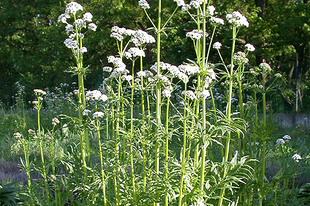 MACSKAGYÖKÉR, orvosi - Valeriana officinalis