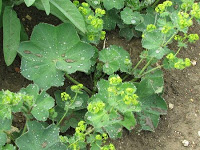 002-alchemilla-vulgaris.jpg