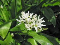 medvehagyma_allium_ursinum-balatoninyugalom.hu.jpg