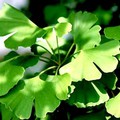 Ginkgo biloba (páfrányfenyő)