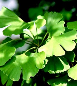 Ginkgo biloba (páfrányfenyő)