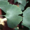 GINKGO BILOBA