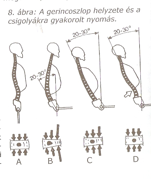 gerincoszlop helyzete és a csigolyákra gyakorolt nyomás.jpg