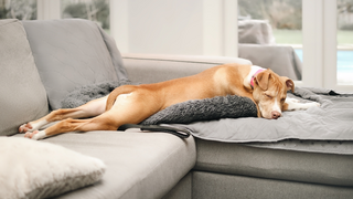 Ezt árulja el rólad, milyen pózban alszol – és azt is megtudod, mitől lesz igazán pihentető az alvás