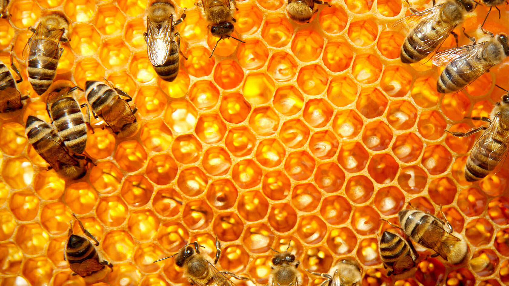 csm_elementar-biovision-honey-honeycombs_700d63d2d3.jpg