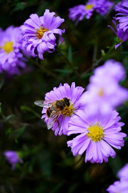 aster-8281758_640_2.jpg