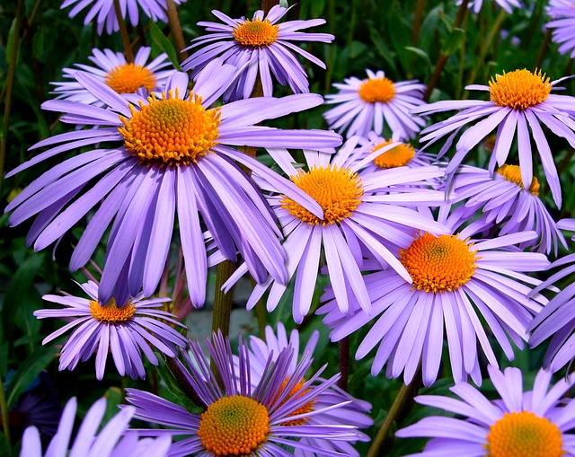 aster-tongolensis-57764_640.jpg