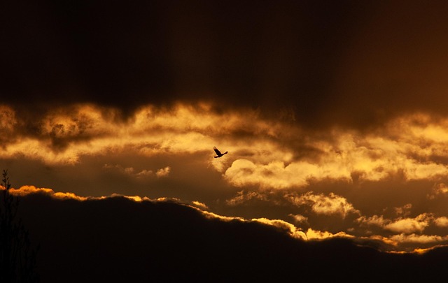 bird-8587852_640.jpg