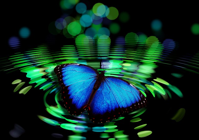 butterfly-492536_640.jpg