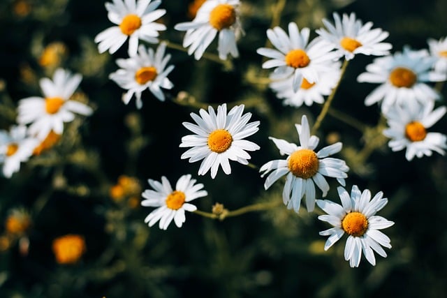 chamomile-8102907_640.jpg