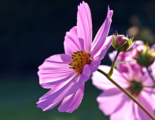 cosmos-flower-1477223_640.jpg