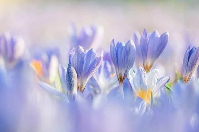 couleur-crocuses-7837426_640.jpg