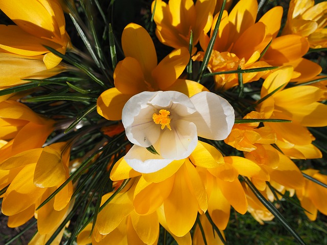 crocus-1061699_640.jpg