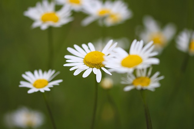 daisies-5212890_640.jpg