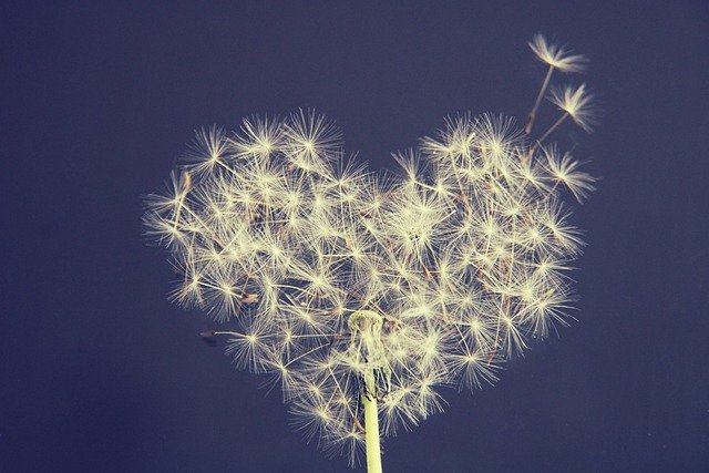 dandelion-5063527_640.jpg