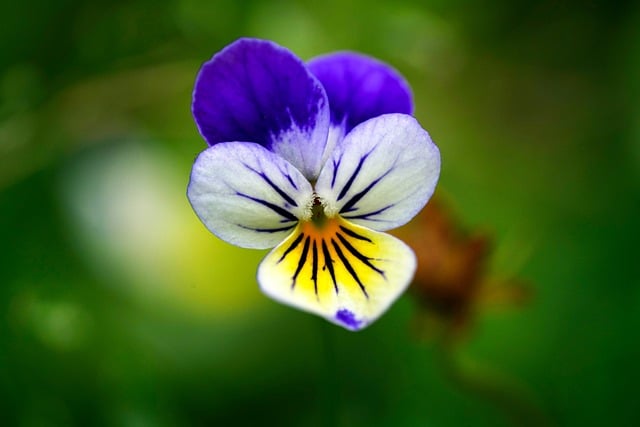 five-colored-violets-8072020_640.jpg