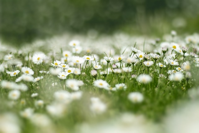 flower-meadow-4999277_640.jpg