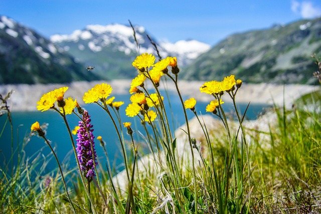 flowers-1190773_640.jpg