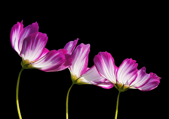 flowers-2708995_640.png