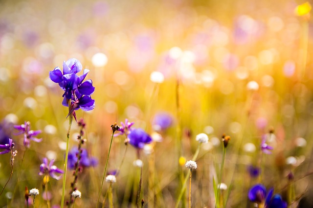 flowers-3182324_640_1.jpg