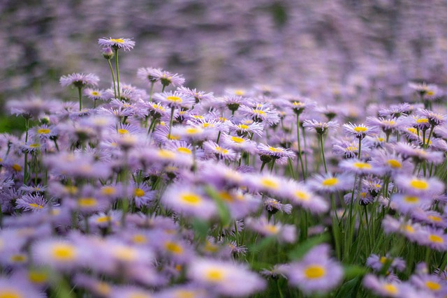 flowers-5080164_640.jpg