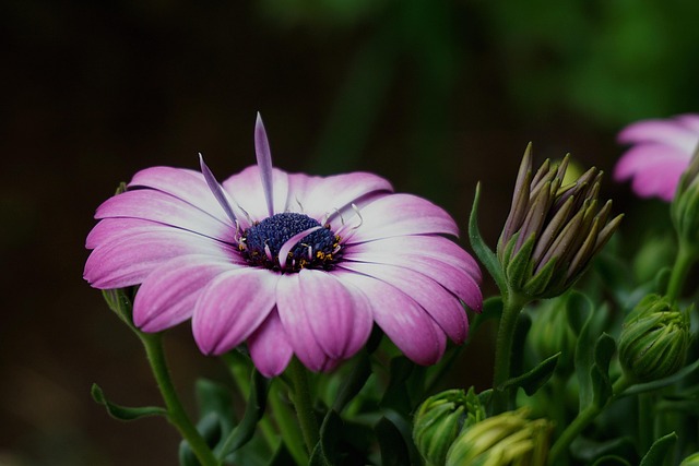 flowers-9085492_640.jpg
