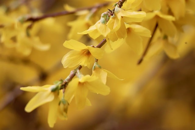 forsythia-8647149_640.jpg