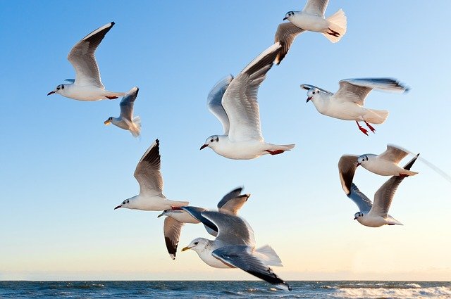 gulls-370012_640.jpg