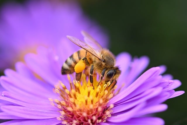 honey-bee-8284082_640.jpg