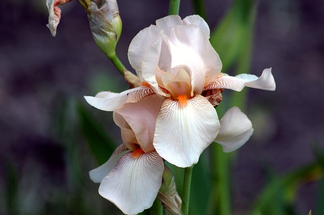 iris-2127926_640.jpg